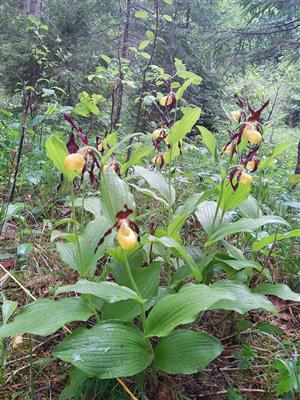 Pohľad na mapovaný druh Cypripedium calceolus