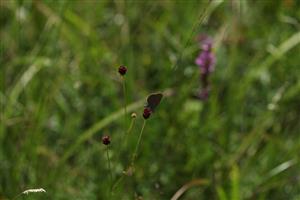 Maculinea nausithous