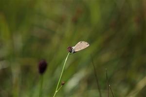 Maculinea nausithous