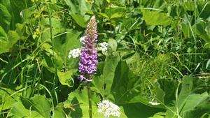kvetoucí jedinec Gymnadenia densiflora