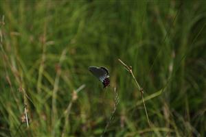 Maculinea teleius