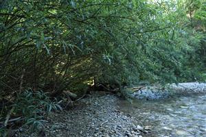 Pohľad na porasty s dominanciou druhu Salix eleagnos na tokom Gaderského potoka