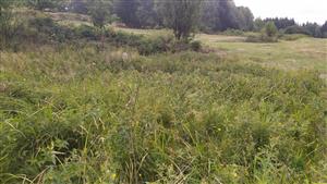 pohled na ruderalizovanou část porostu