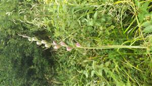 v lemech náletových dřevin se roztroušeně vyskytuje Gladiolus imbricatus - odkvetlý jedinec