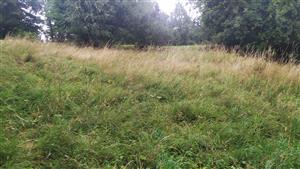 charakter lučního porostu v centrální části polygonu