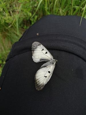 Čerstvo odumreté imágo jasoňa chochlačkového.