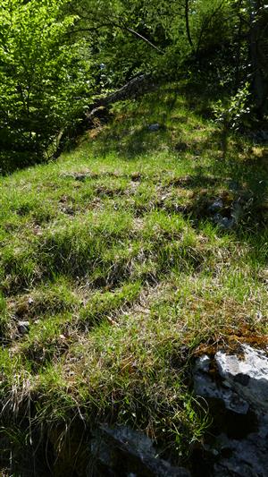 alpínske spoločenstvo - biotop druhu Pulsatilla slavica na TML