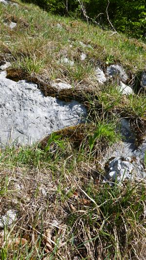 alpínske spoločenstvo - biotop druhu Pulsatilla slavica 