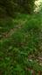 biotop jedincov Cypripedium calceolus ma lesnej ceste v bučine