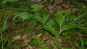 sterilné jedince Cypripedium calceolus ma lesnej ceste v bučine