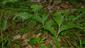 sterilné jedince Cypripedium calceolus ma lesnej ceste v bučine