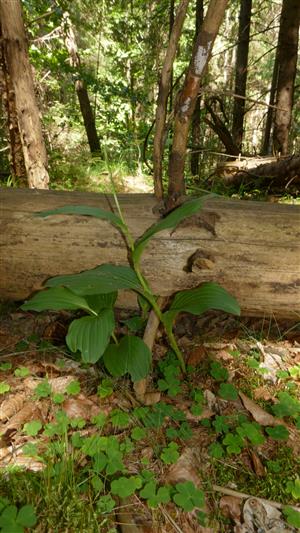 jedince Cypripedium calceolus v bukovo-smrekovom lese