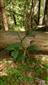 jedince Cypripedium calceolus v bukovo-smrekovom lese
