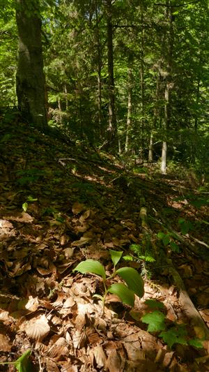 sterilný jedinec Cypripedium calceolus na okraji bučiny pri lesnej ceste