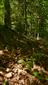sterilný jedinec Cypripedium calceolus na okraji bučiny pri lesnej ceste