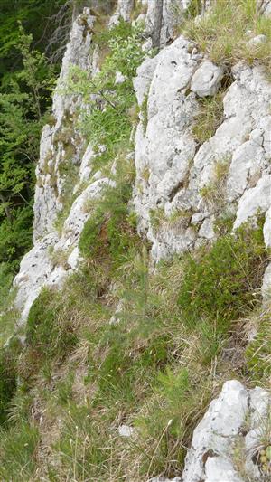 pohľad na časť TML (mimoTMP) s výskytom odkvitnutých jedincov Dahne arbuscula
