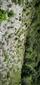 Otvorený drolinový svah s kríčkami Fraxinus ornus.
