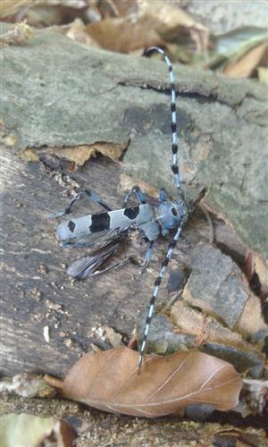 Rosalia alpina