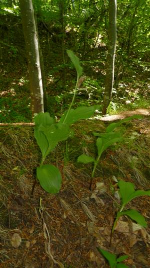 Jedince Cypripedium calceolus (2 sterilná + 1 odkvitnutý)