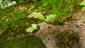 Sterilné jedince Cypripedium calceolus