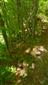 Biotop (okraj bučiny v tesnej blízkosti turistického chodníka) s jedincami Cypripedium calceolus 