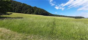 pohľad na lokalitu, fotografia odpovedá tej z predchádzajúceho monitoringu, jarný aspekt