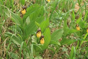 Pohľad na Cypripedium calceolus na TMP