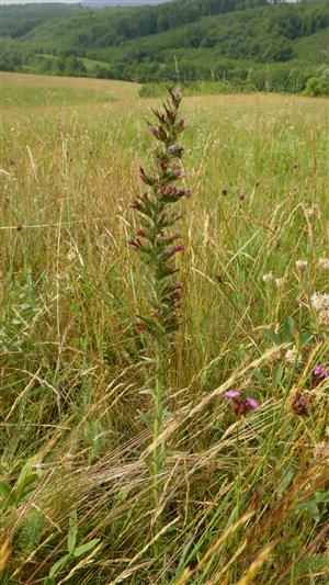 Odkvitnutý jedinec Echium russicum