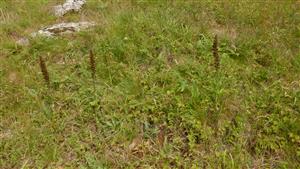 Odkvitnuté jedince druhu Echium russicum (v biotope Tr1) - na nekosenej časti TML