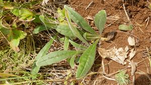 Sterilné mladé jedince Echium russicum (v biot. Tr1) - vyrastené na obnaženej pôde v rámci nekosenej časti TML