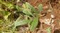 Sterilné mladé jedince Echium russicum (v biot. Tr1) - vyrastené na obnaženej pôde v rámci nekosenej časti TML