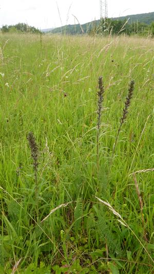 Odkvitnuté jedince Echium russicum na časti TML 