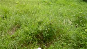 Pohľad na časť TMP - s kvitnúcim jedincom Echium russicum