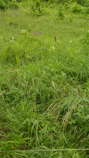 Pohľad na časť TMP - s kvitnúcim jedincom Echium russicum