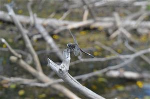 samec L. pectoralis