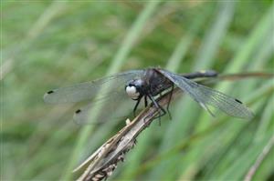 samec L. pectoralis