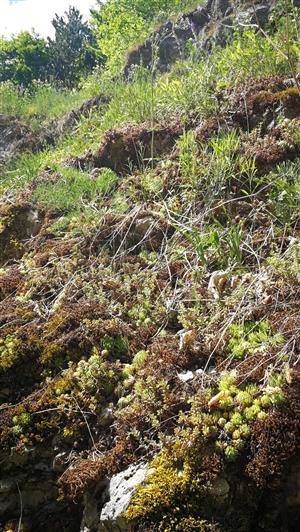 Detailný pohľad na pioniersku vegetáciu.