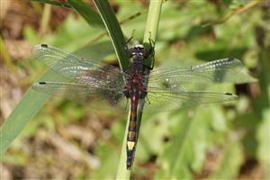 Leucorrhinia pectoralis