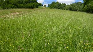 Pohľad na časť TML s biotopom Lk1