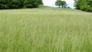 Pohľad na časť TML s biotopom Lk1