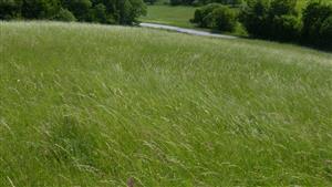 Pohľad na časť TML s biotopom Lk1