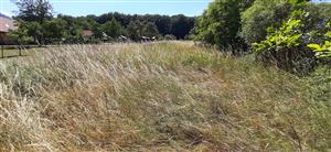 nekosená časť TML s typickým arrhenatherionom ale vidno expanziu Calamagrostis epigejos