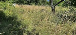 pohľad na už nekosenú časť biotopu kde je ale typický Arrhenatherion