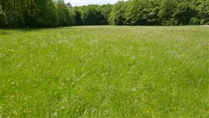 Pohľad na časť TML s biotopom Lk1