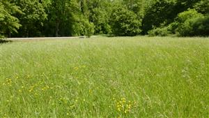 Pohľad na časť TML s biotopom Lk1