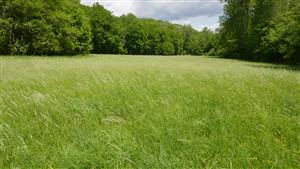 Pohľad na časť TML s biotopom Lk1