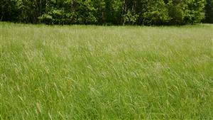 Pohľad na  biotop Lk1 na časti TML