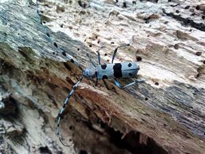 Rosalia alpina