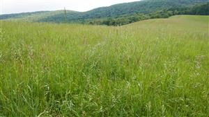 Pohľad na časť TML; v popredí spoločenstvo s dom. Bromus mollis a Festuca pratensis (biotop Lk1) 
