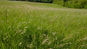 Pohľad na časť TML s biotopom Lk1